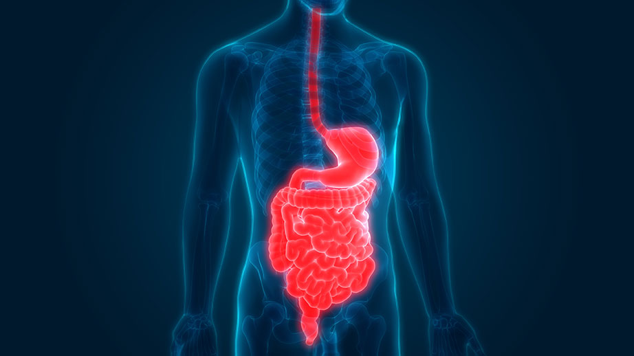 Digestion and Bowels